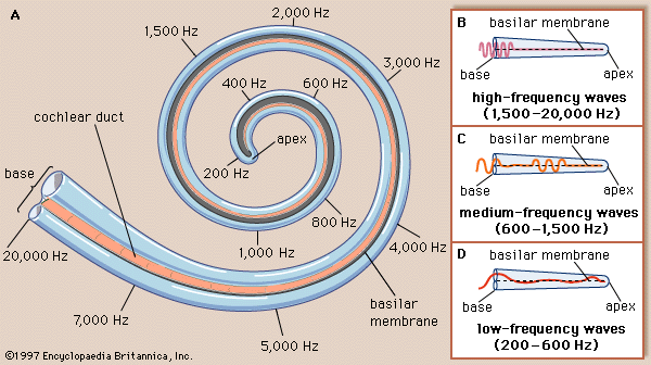 The hairs vibrate in various ways in respond to the resonance in the cochlear fluid.