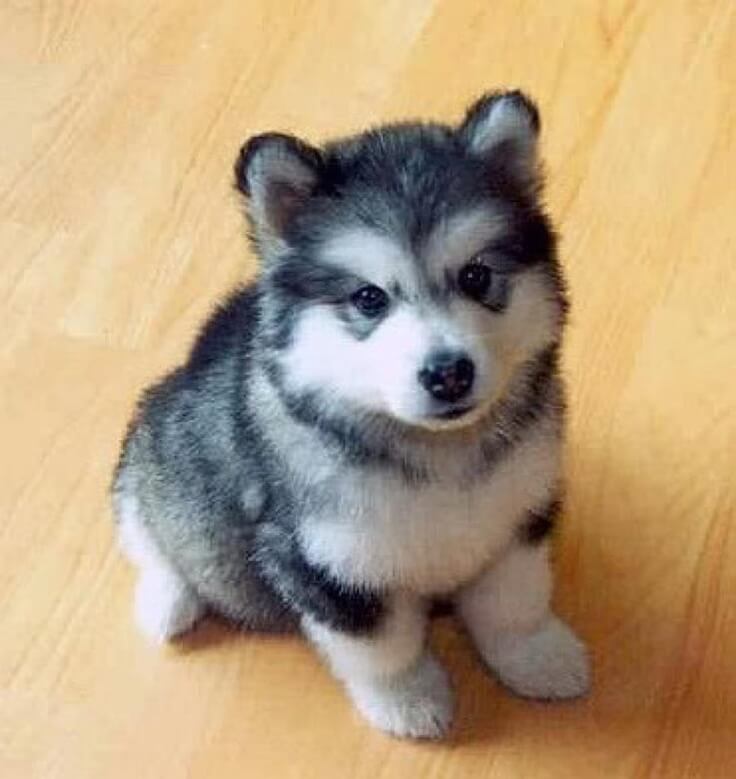 pomsky's user avatar