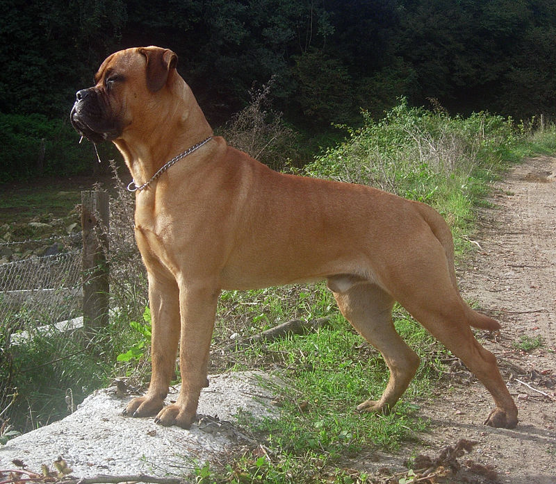 Big, healthy and alert bullmastiff.