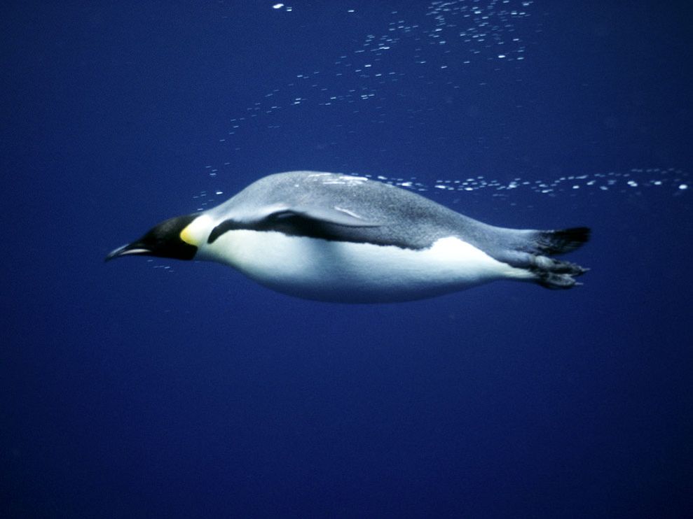 emperor_penguin's user avatar