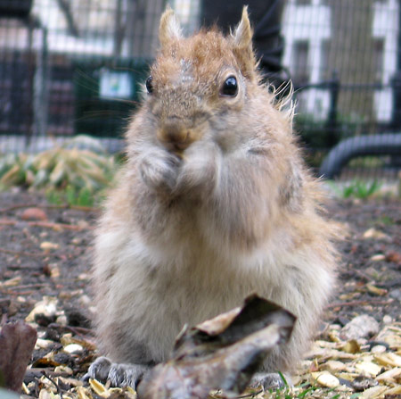 HarlemSquirrel