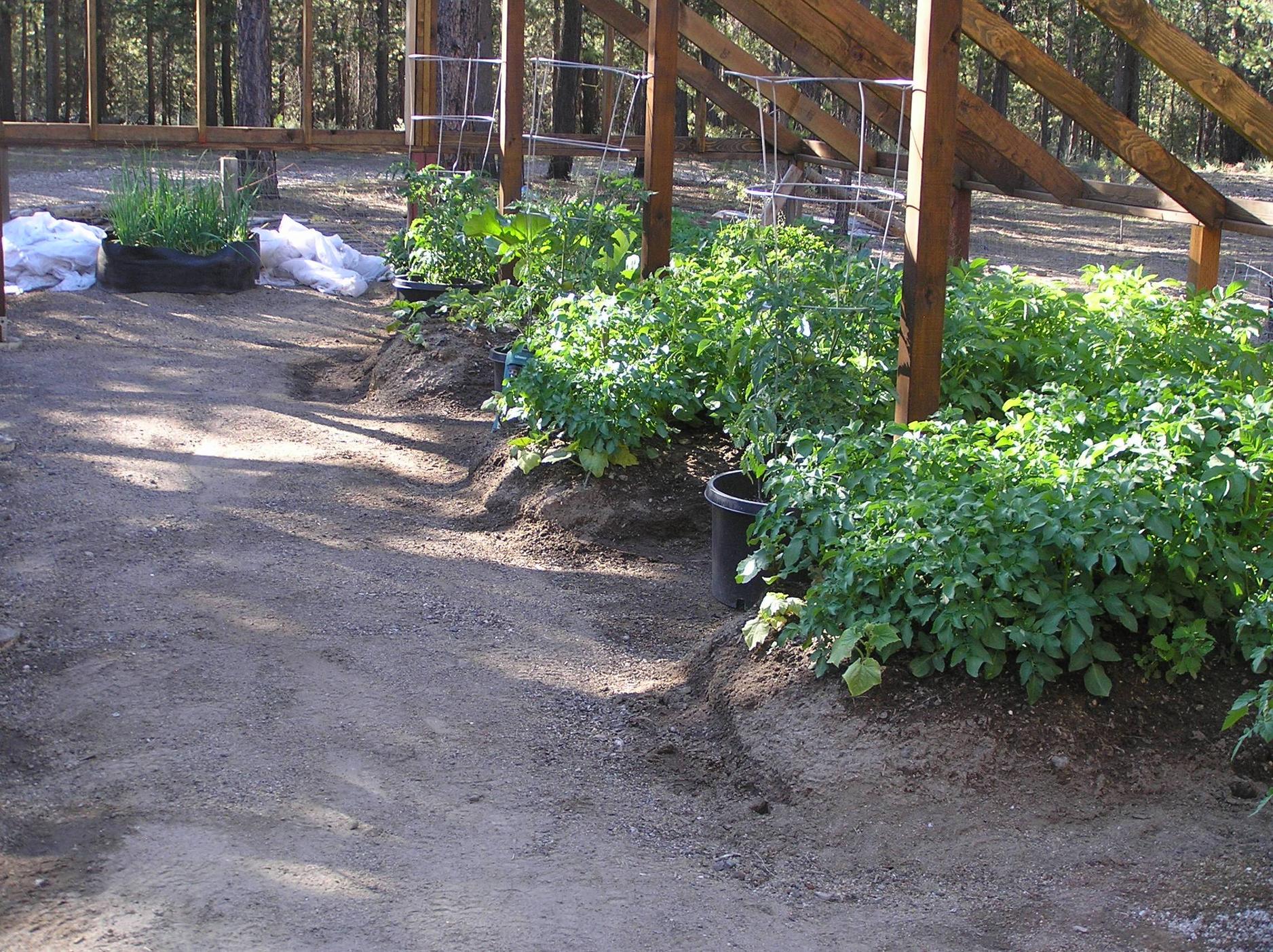 raised beds for new greenhouse