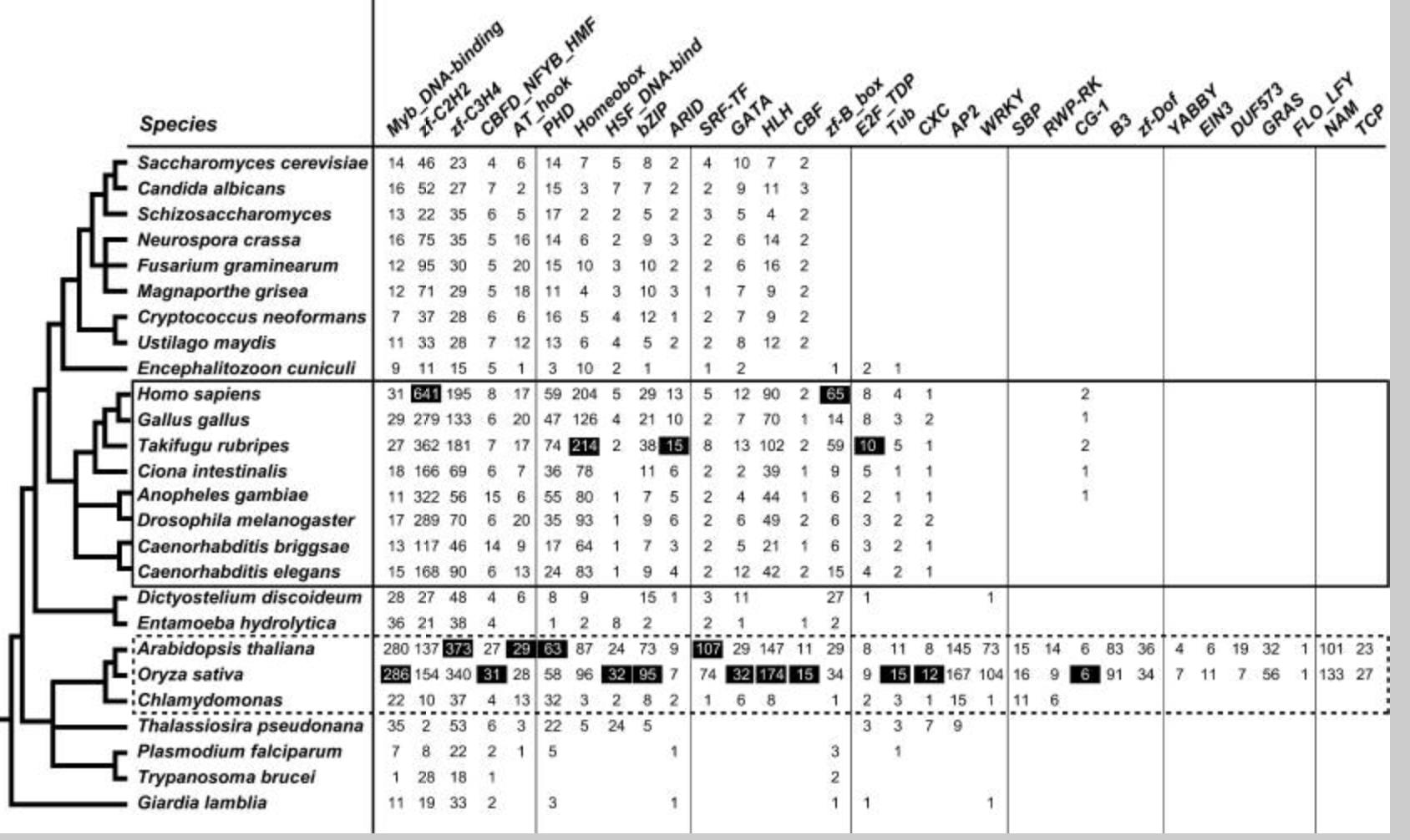 Tabulation of TF numbers in different families overlaid on an evolutionary tree showing higher TF numbers in various lineages