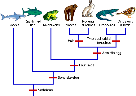 lineage pic