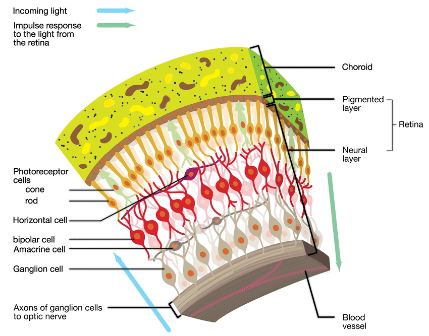 Retina cross section