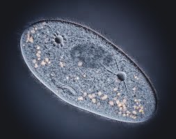 paramecium's user avatar