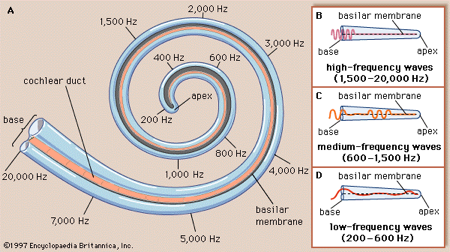 Cochlear tonotopy