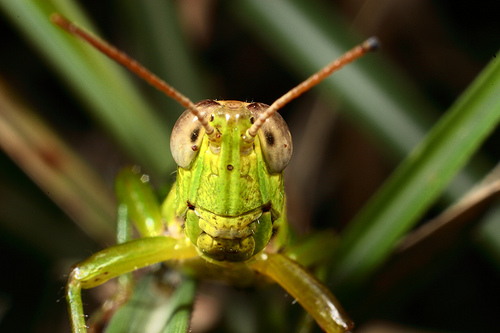 grasshopper