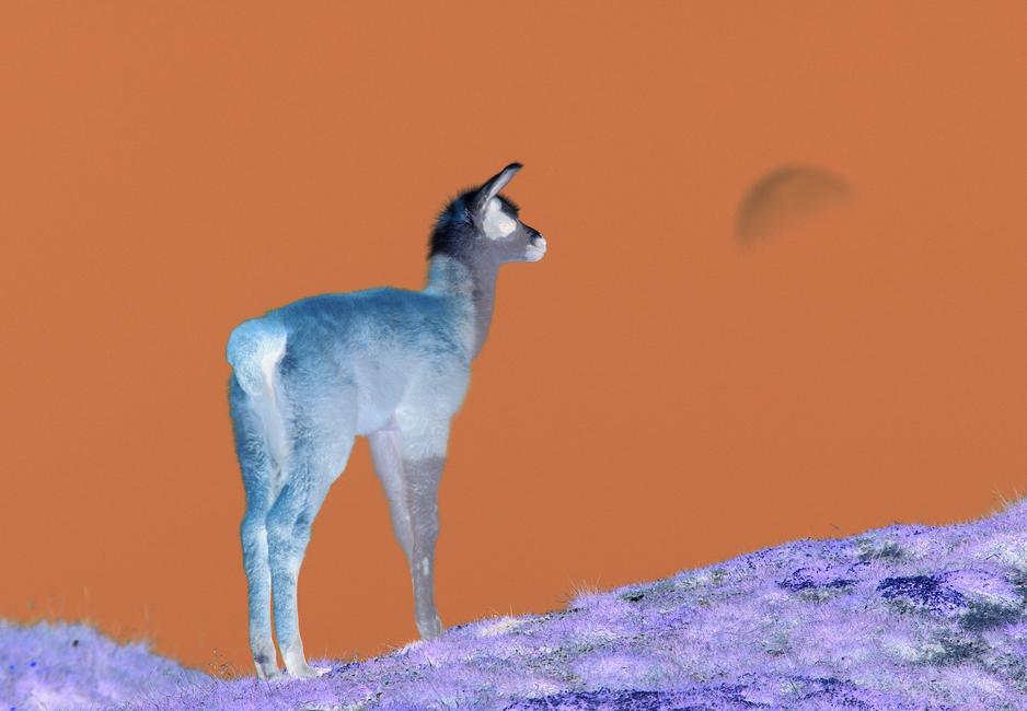 llama out