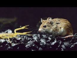 grasshopper mouse and scoprion