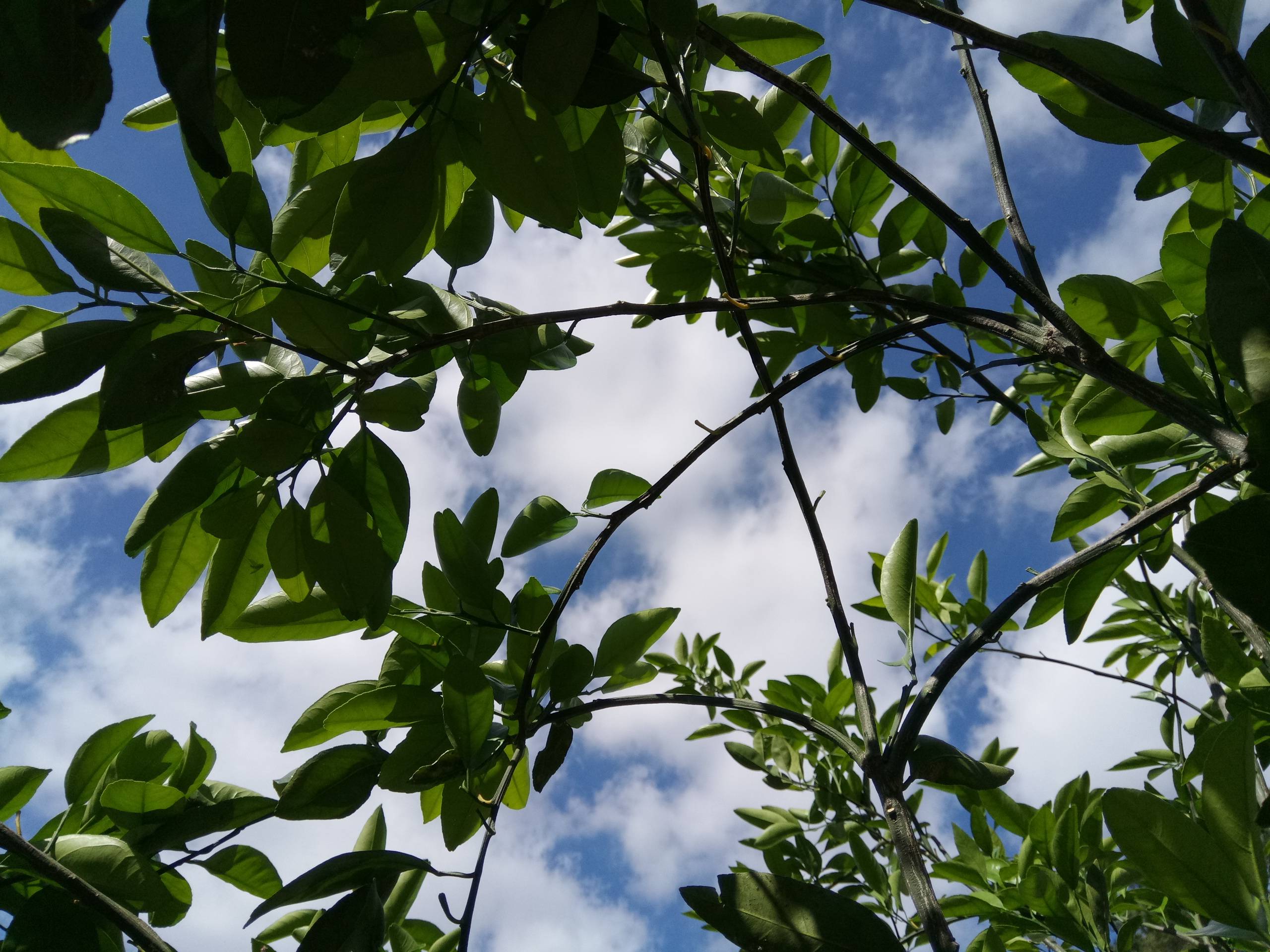 Orange tree branches