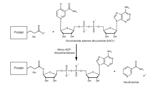 mono-ADP-ribosylation at glu by PARP