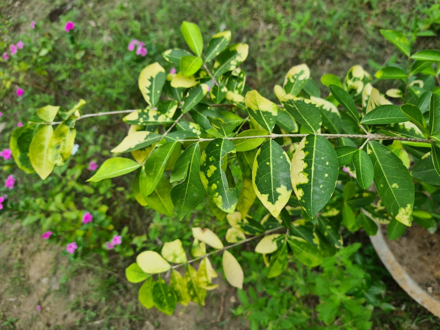 Yellow spots in the leaves at different stages