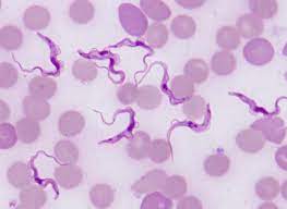 Trypanosoma's user avatar