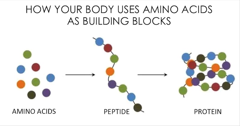 Diagram of amino acids building to proteins