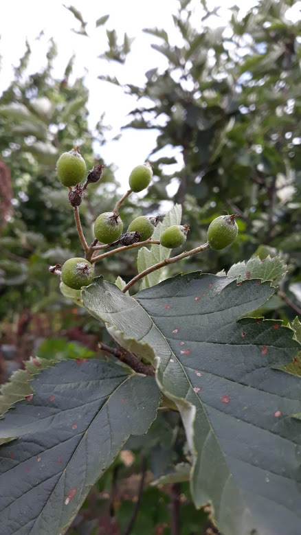 green fruit