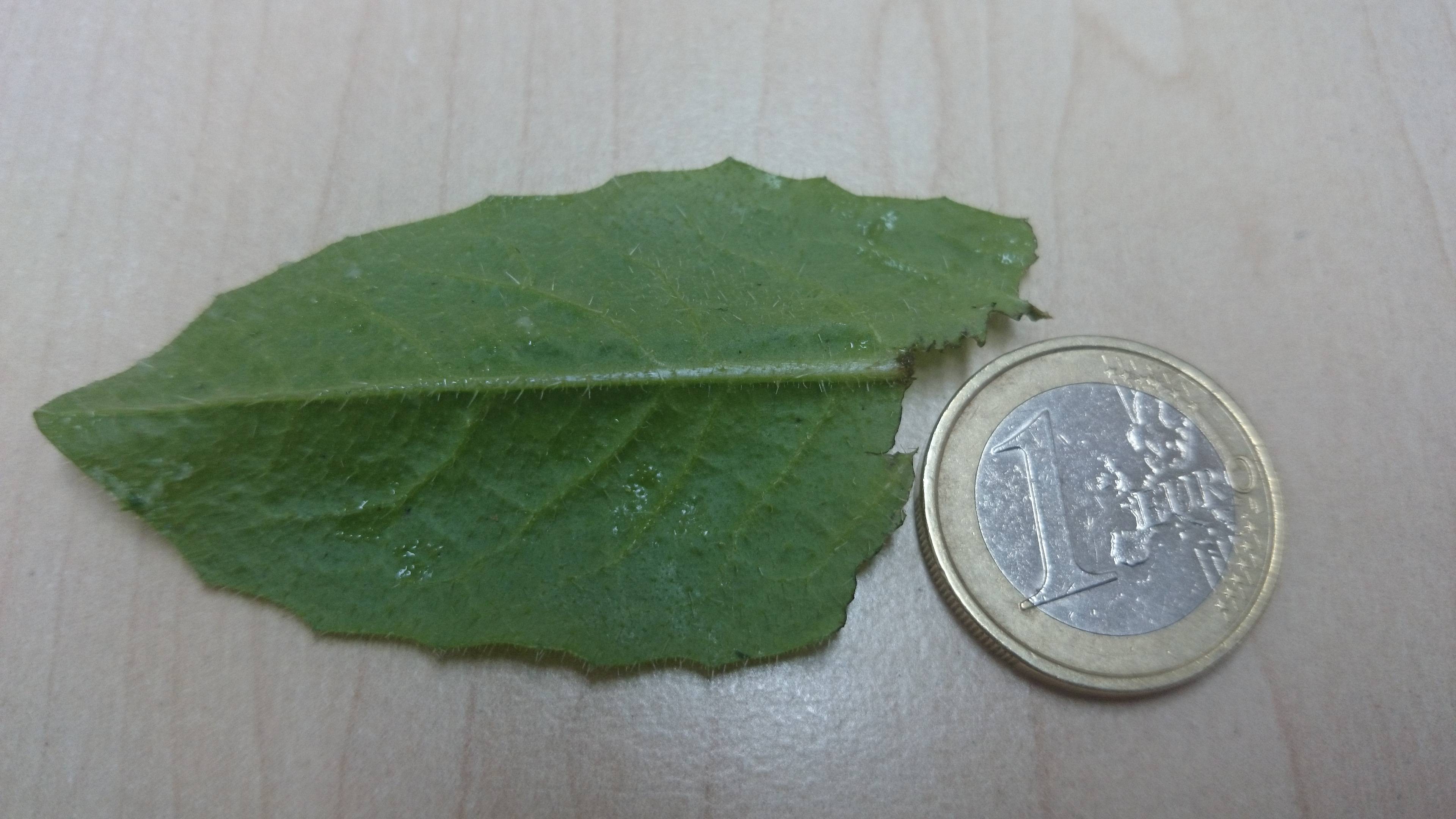 Back of leaf