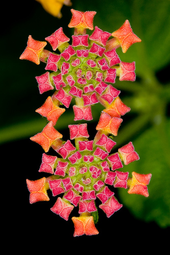 beautiful flower