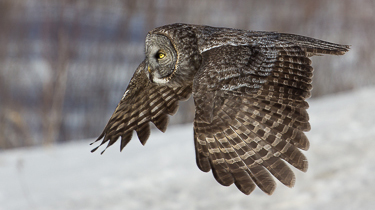 Great Grey Owl - Jakub