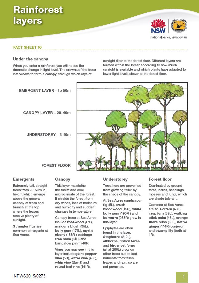 schematic for flora of the NSW rainforest