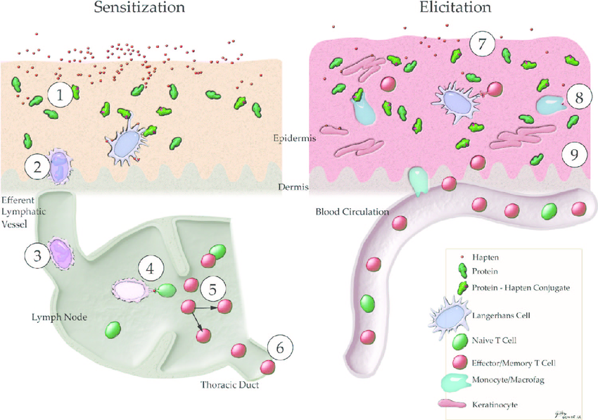 Sensitization and elicitation progression graph