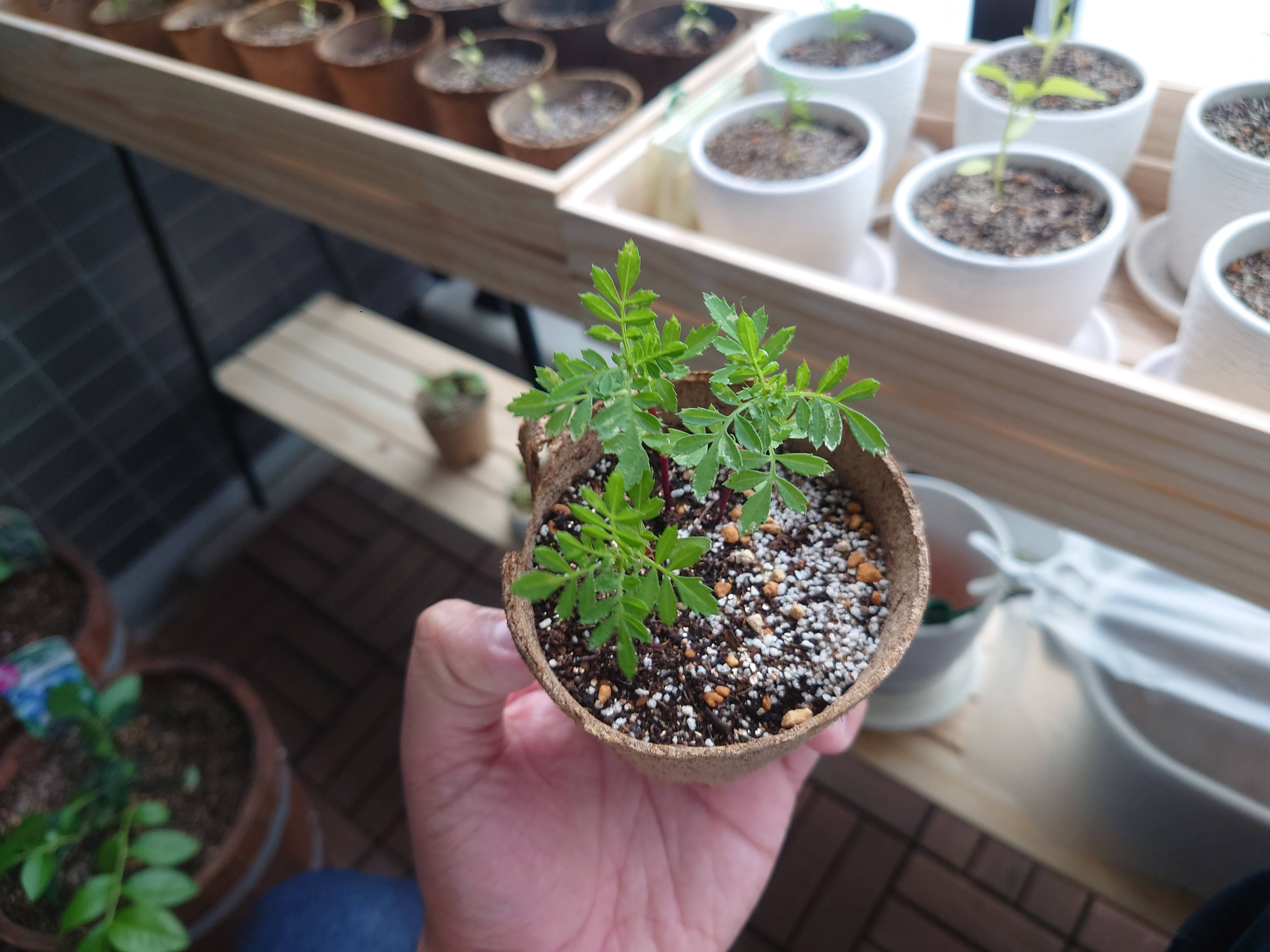 Marigold white spots