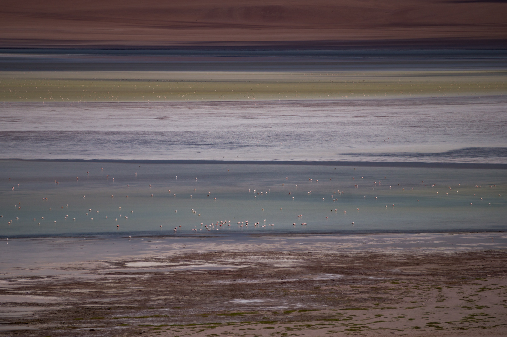 flamingos