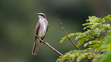 It's a bird - Vian Esterhuizen