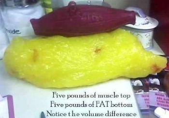 muscle versus fat