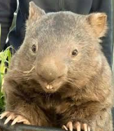 Vanquished Wombat