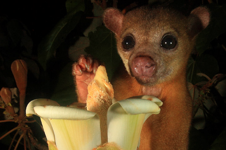 kinkajou