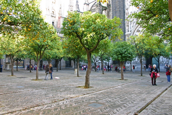 The serene orange tree courtyard offers a perfect spot to relax outside the cathedral