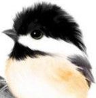 chickadee3dee's user avatar