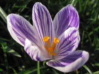 Crocus