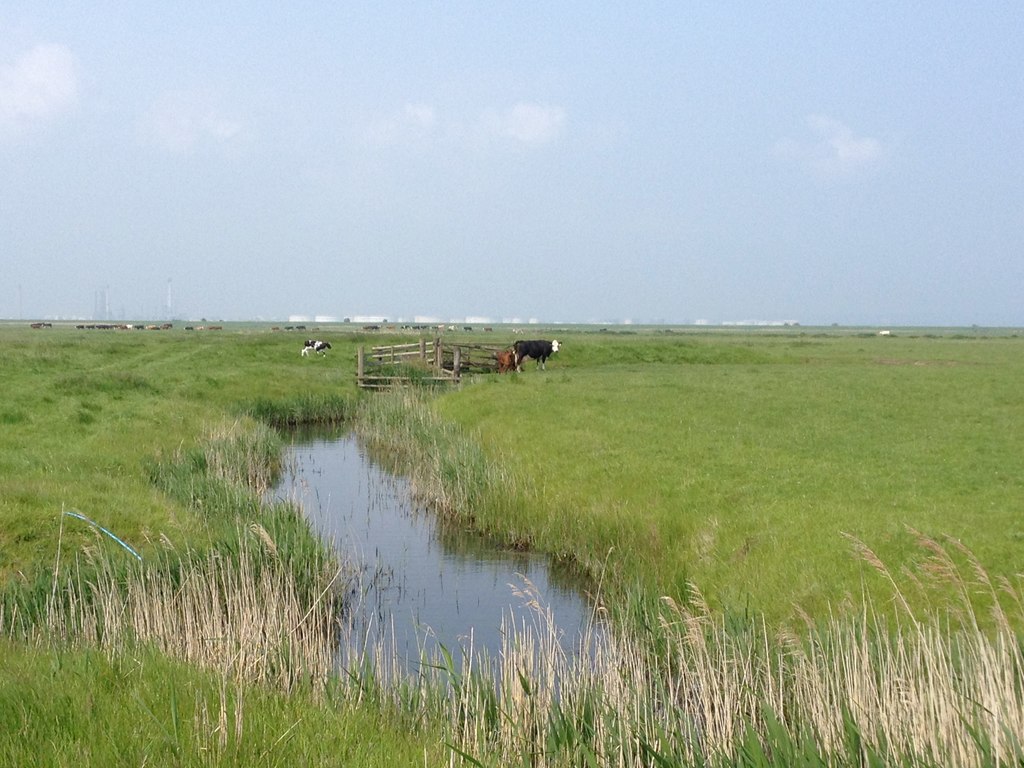 A flat grassy landscape with reeds in the foreground, a creek winding away from the camera towards a small group of cattle.