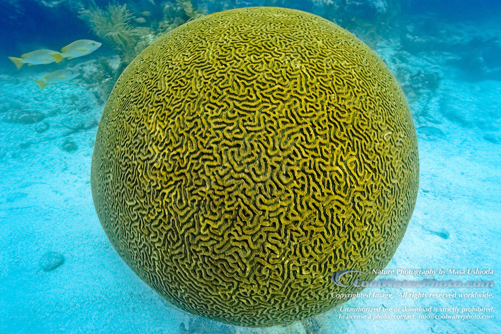 Spherical coral