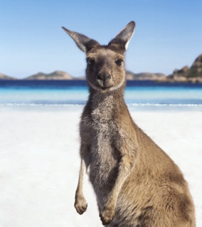 kangaroo's user avatar