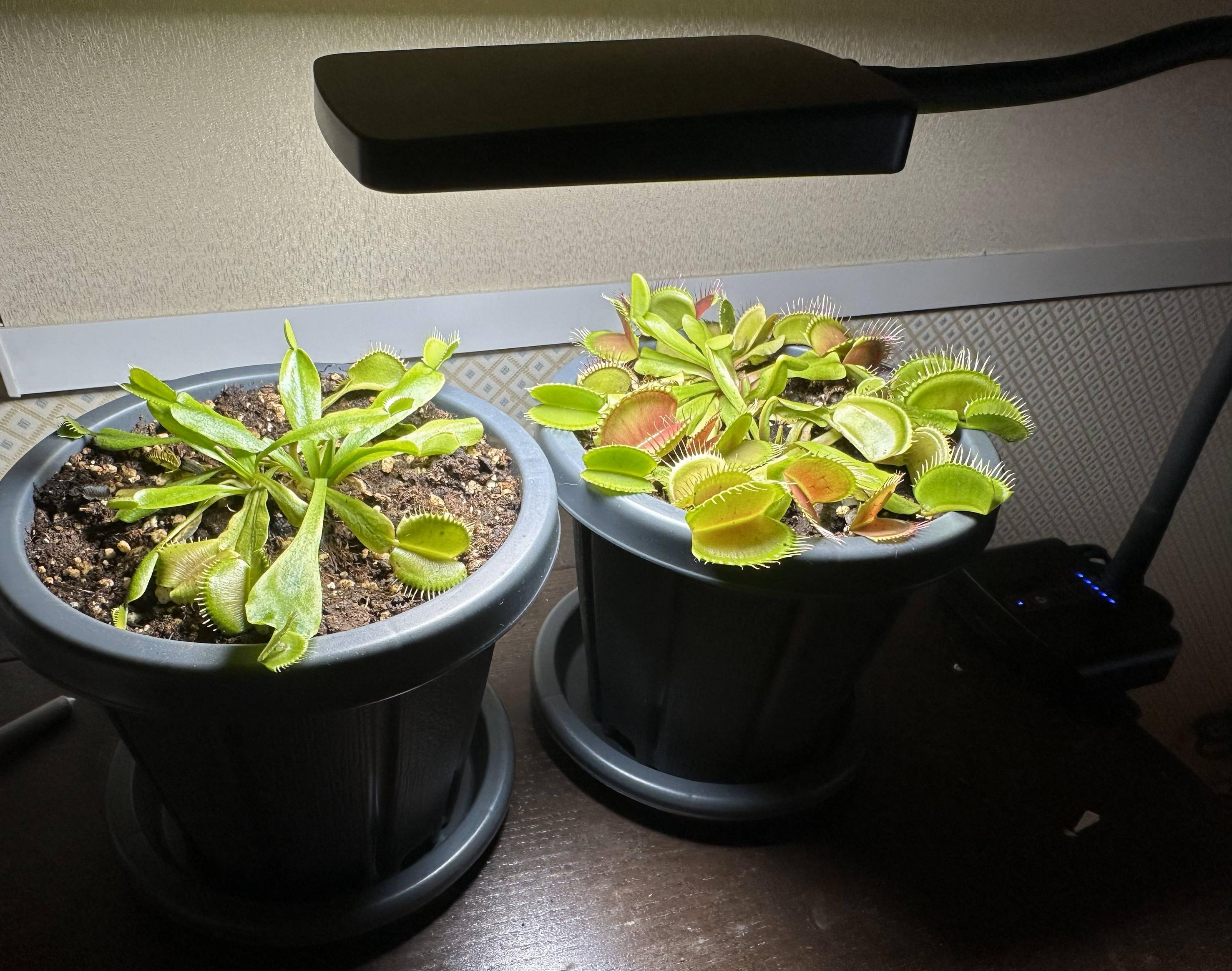 Two carnivorous plants under a small grow light