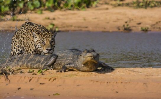 Cat approaching prey