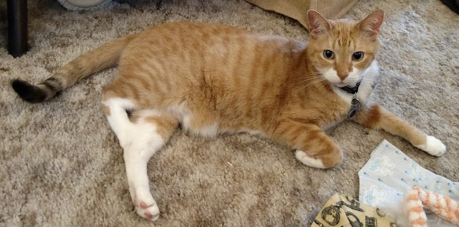 A mostly orange calico cat stretched out on carpet