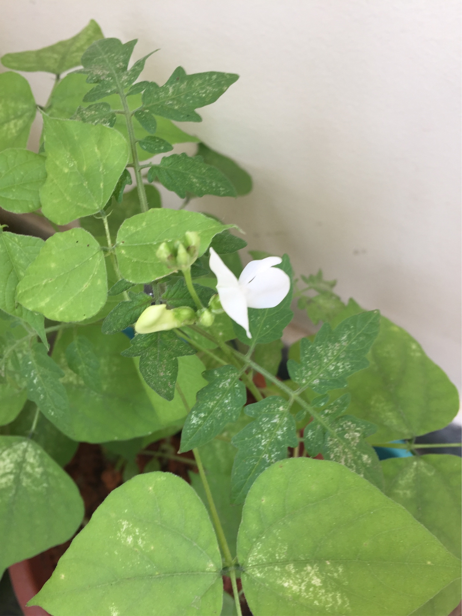 plant with yellowish leaves/cheer tomato in the same pot