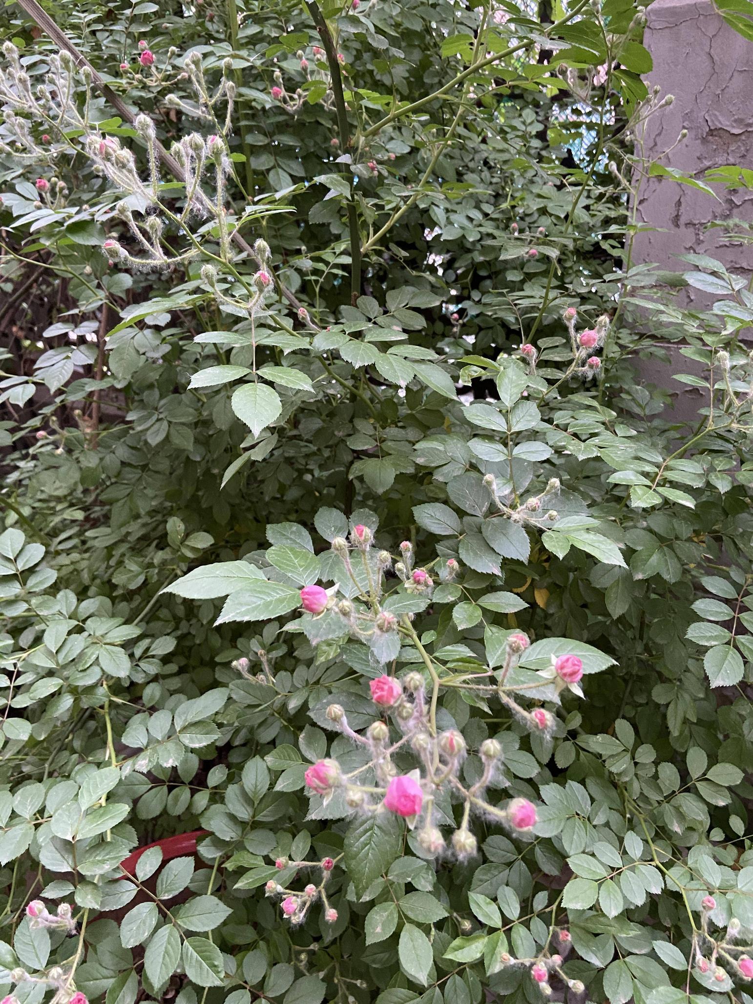 various shrubs and weeds in an urban setting