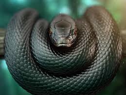 Black Mamba's user avatar