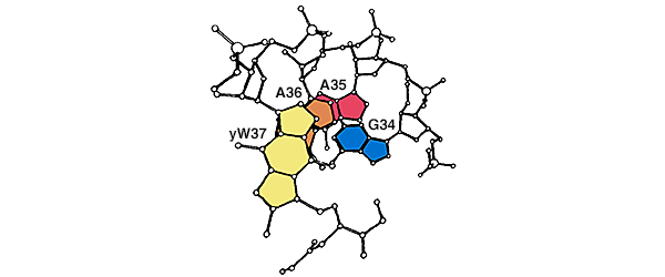 tRNA anticodon loop base stacking