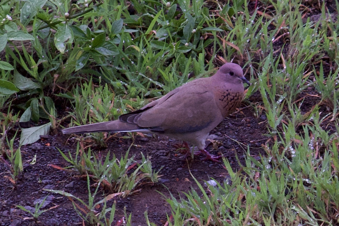 Laughing Dove