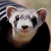 Tai Ferret's user avatar