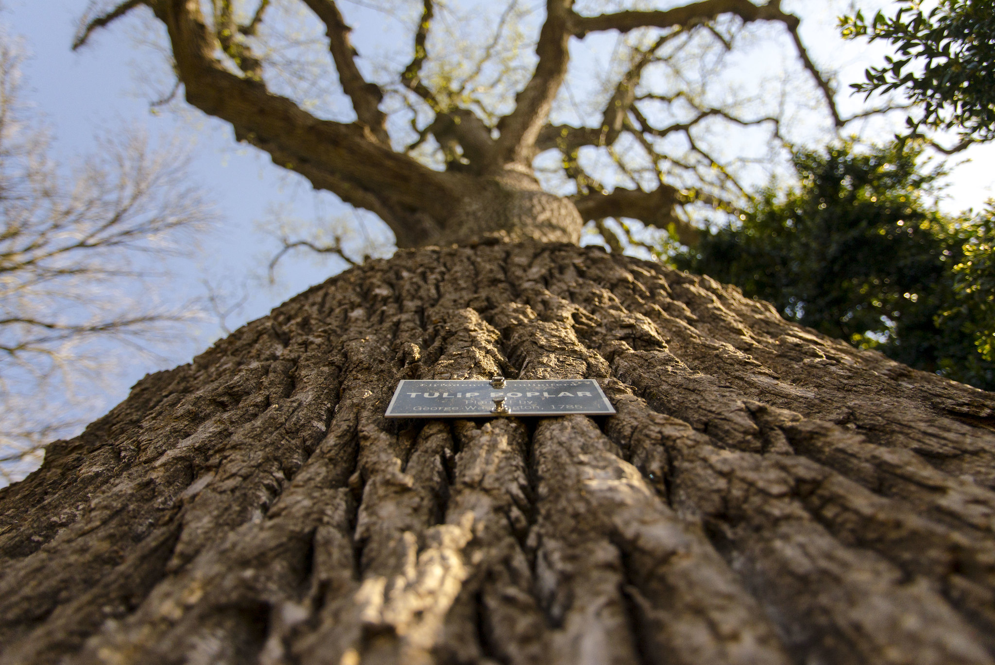 tulip poplar