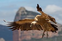 griffon vulture