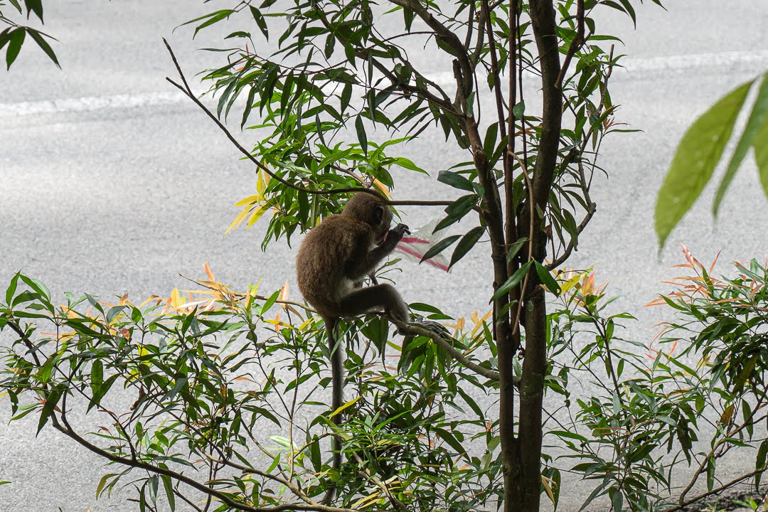 baby monkey eating plastic