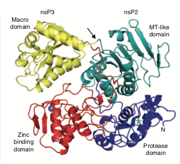 Sindbis virus nsP23 precursor